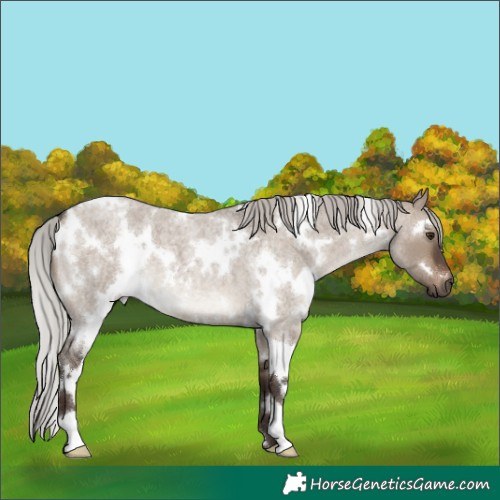 Horse Color:White Spotted Silver Brown Roan Dun
