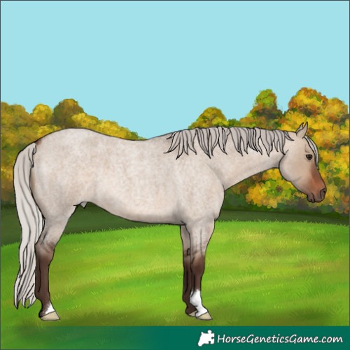 Horse Color:Silver Brown Roan Dun