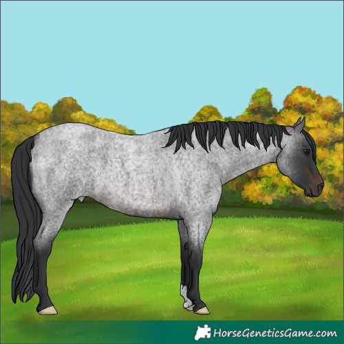 Horse Color:Brown Roan 