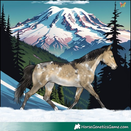 Horse Color:White Spotted Buckskin Dun 