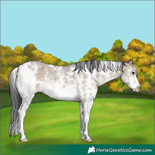 Horse Color:White Spotted Brown Dun Sabino 