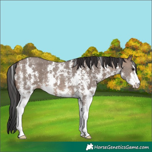 Horse Color:Brown Dun Sabino 