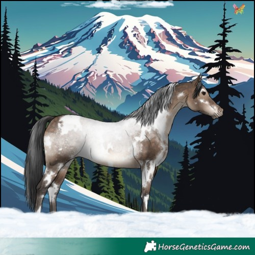 Horse Color:White Spotted Brown Dun Rabicano 