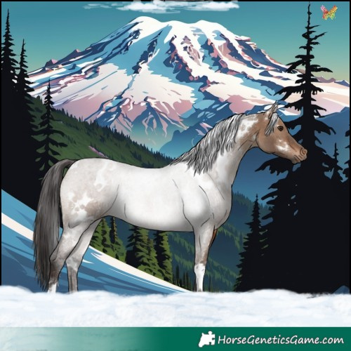 Horse Color:White Spotted Brown Dun 