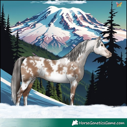 Horse Color:White Spotted Liver Red Dun 