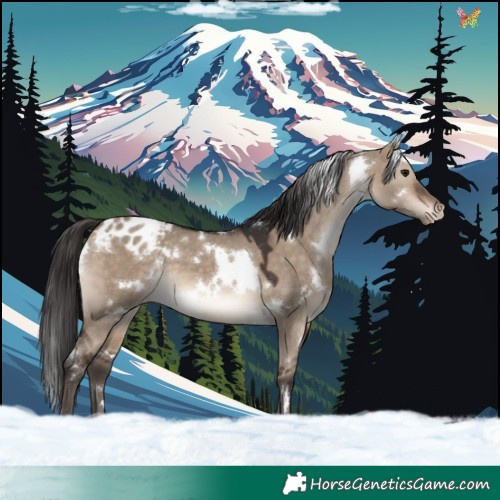 Horse Color:White Spotted Brown Dun Appaloosa 