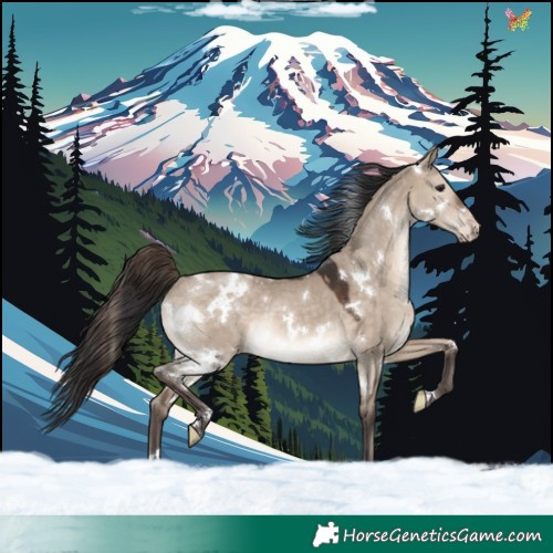 Horse Color:White Spotted Brown Dun Appaloosa Rabicano 