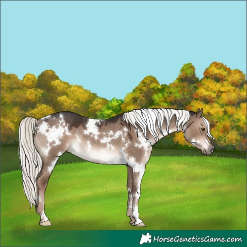 Horse Color:White Spotted Liver Red Dun Mushroom Rabicano 
