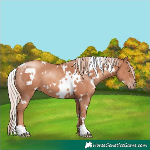 Horse Color:White Spotted Gold Champagne 