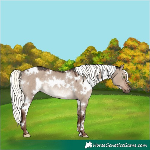 Horse Color:White Spotted Liver Red Dun Mushroom Rabicano