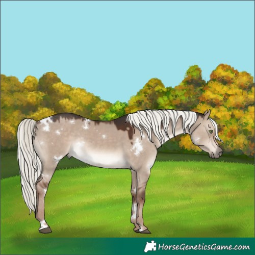 Horse Color:White Spotted Liver Red Dun Mushroom Rabicano