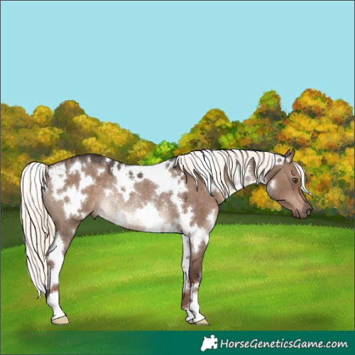 Horse Color:White Spotted Liver Red Dun Mushroom Rabicano 