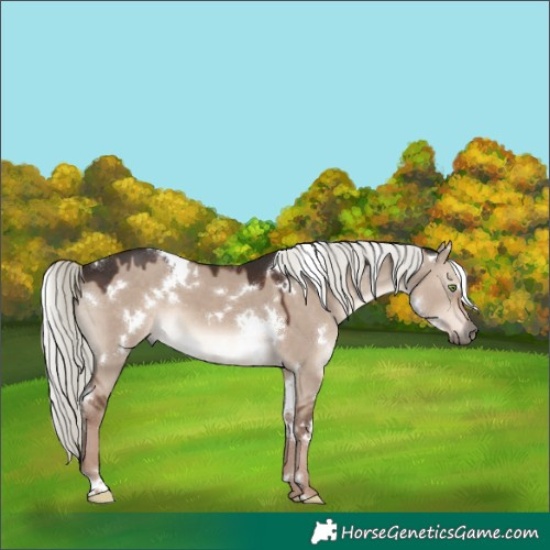 Horse Color:White Spotted Liver Red Dun Mushroom 