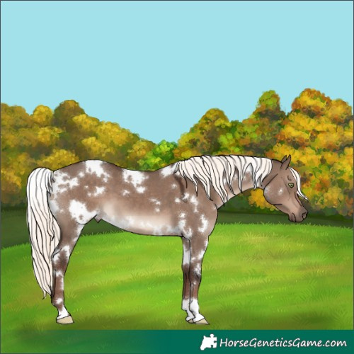 Horse Color:White Spotted Liver Red Dun Mushroom 