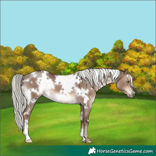 Horse Color:White Spotted Liver Red Dun Mushroom