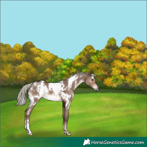 Horse Color:White Spotted Liver Red Dun Mushroom 