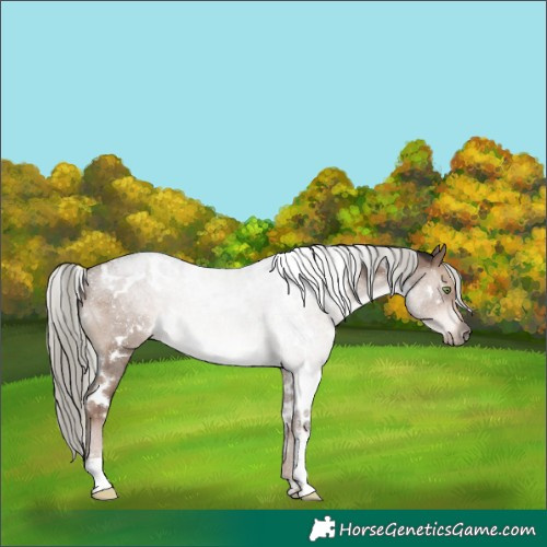 Horse Color:White Spotted Liver Red Dun Mushroom 