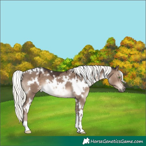 Horse Color:White Spotted Liver Red Dun Mushroom 