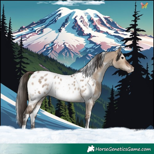 Horse Color:White Spotted Bay Dun Near Leopard Rabicano