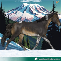 Horse Color:Buckskin Tobiano 