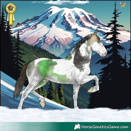 Horse Color:Buckskin Splash Tobiano