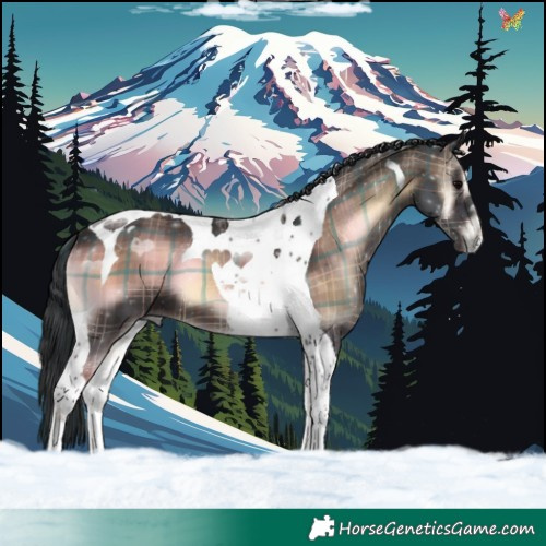 Horse Color:Plaid Brown Onyx Tobiano