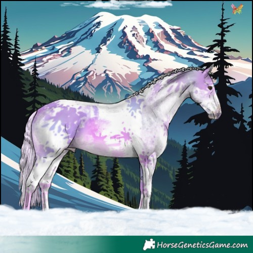 Horse Color:Watercolor White Spotted Palomino Tobiano 