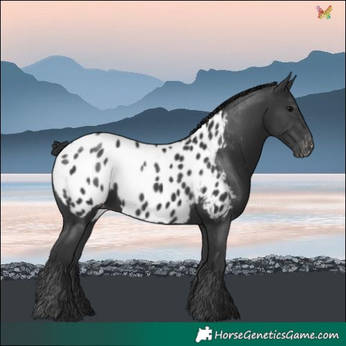 Horse Color:Black Blanket 