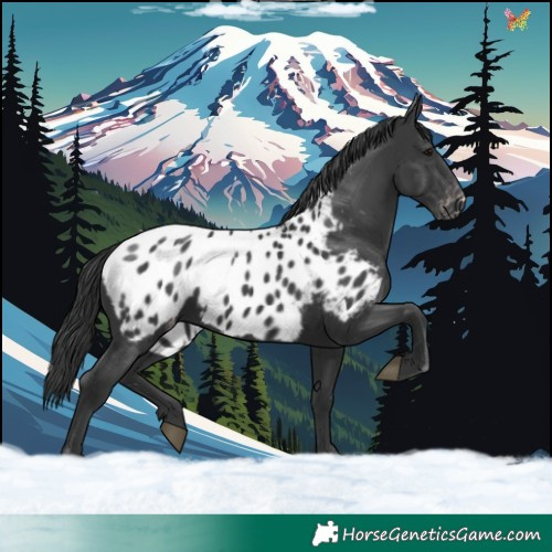 Horse Color:Black Appaloosa