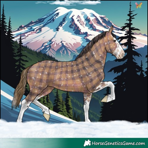 Horse Color:Plaid Bay Splash Appaloosa