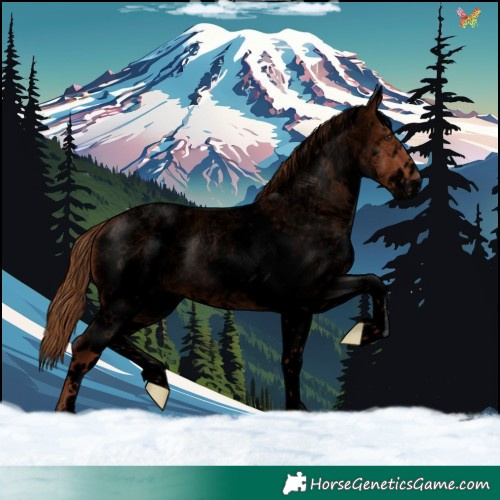 Horse Color:Void White Spotted Red Roan 