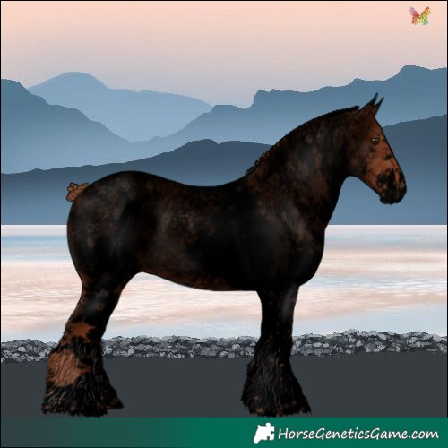 Horse Color:Void White Spotted Red Roan 
