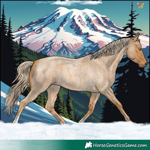 Horse Color:Palomino Roan Tobiano