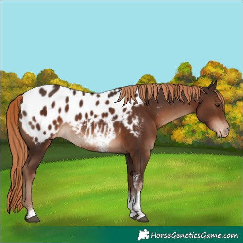 Horse Color:Liver Chestnut Sabino Appaloosa Rabicano 
