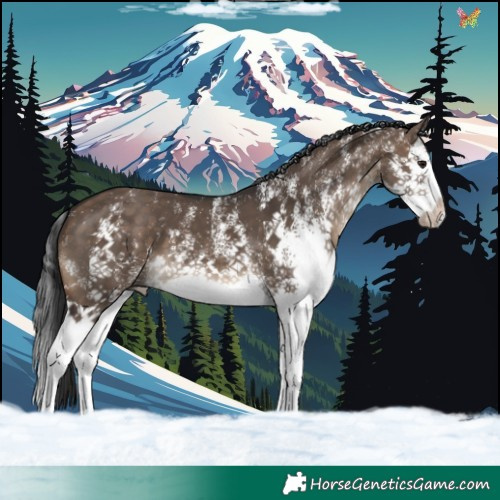 Horse Color:White Spotted Brown Dun Splash