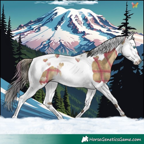 Horse Color:Plaid Buckskin Dun Splash Tobiano Rabicano