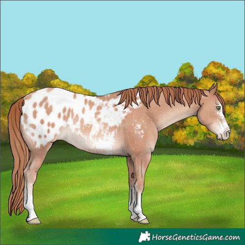 Horse Color:Gold Champagne Sabino Appaloosa Rabicano 