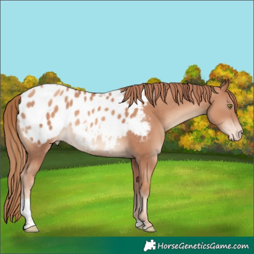 Horse Color:Gold Champagne Tobiano Appaloosa Rabicano 