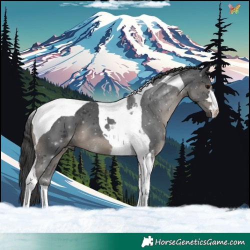 Horse Color:Black Tobiano