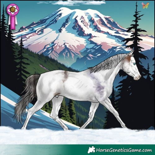 Horse Color:White Spotted Brown Splash