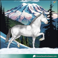 Horse Color:Blue Roan Splash Appaloosa 
