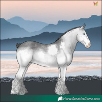 Horse Color:Blue Roan Splash Varnish