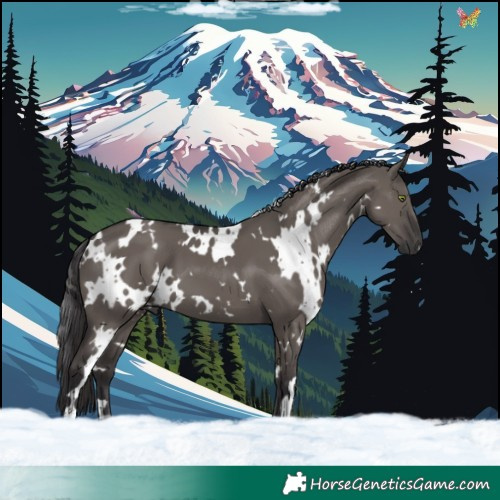 Horse Color:White Spotted Smoky Grullo