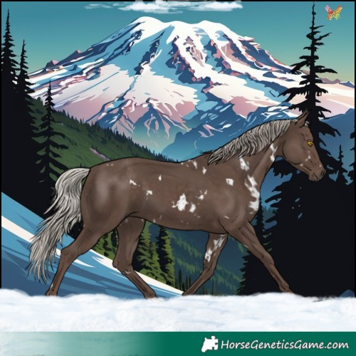 Horse Color:White Spotted Silver Black 