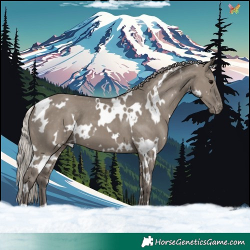 Horse Color:White Spotted Silver Grullo Appaloosa