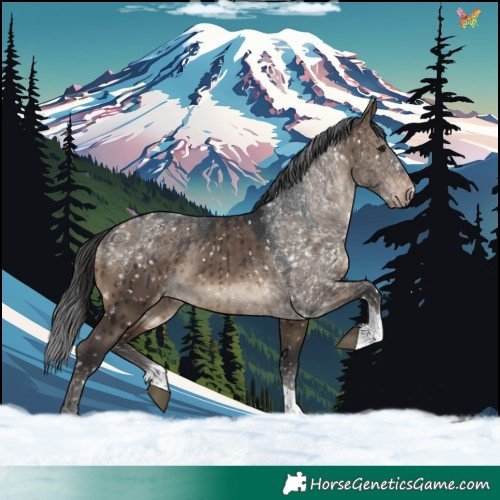 Horse Color:Brown Dun Tobiano Appaloosa Brindle