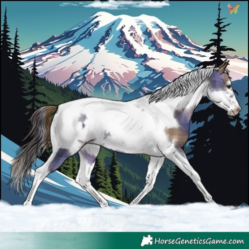 Horse Color:Plaid Brown Dun Tobiano Frame Appaloosa