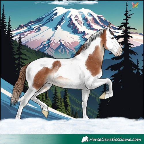 Horse Color:Chestnut Splash Tobiano Rabicano