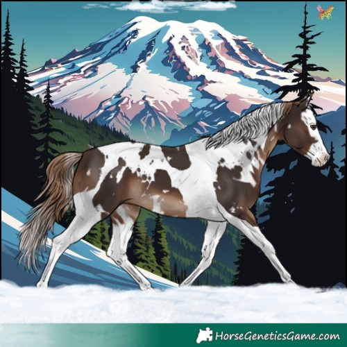 Horse Color:White Spotted Liver Chestnut Splash Tobiano
