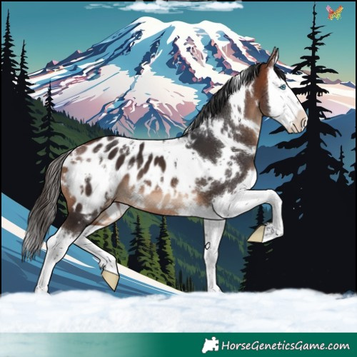 Horse Color:White Spotted Bay Splash Appaloosa